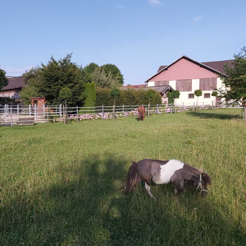 Begegnungshof Regina Eisl, Wals bei Salzburg | Zentrum für tiergestützte Pädagogik, Therapie & soziale Arbeit